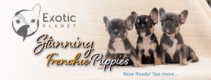 Stunning Frenchie Puppies Now Available!